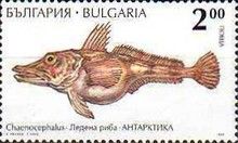Blackfin Icefish (Chaenocephalus aceratus)