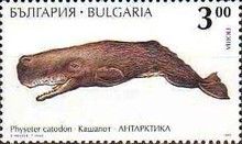 Sperm Whale (Physeter catodon)