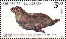 Weddell Seal (Leptonychotes weddellii)