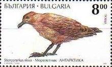 Brown Skua (Stercorarius skua)