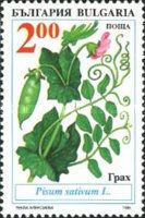 Pea
