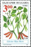 Soya Bean (Glycine max merr)