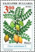 Chick Pea (Cicer arietinum)