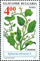 Spinach