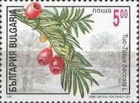 Yew