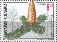Silver fir