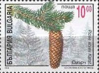 Norway spruce