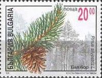 Scots Pine