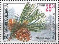 'Pinus heldreichii'