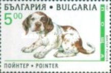 Pointer (Canis lupus familiaris)