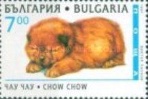 Chow Chow (Canis lupus familiaris)