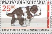 Karakachan Dog (Canis lupus familiaris)