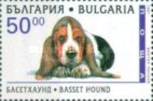 Basset Hound (Canis lupus familiaris)