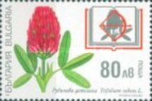 Trifolium rubens