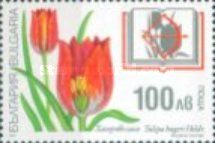 Orphanides' Tulip (Tulipa hageri)