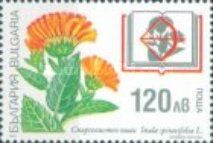 Inula spiraeifolia