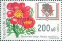 Steppe Peony (Paeonia tenuifolia)