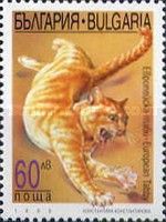 European Tabby (Felis silvestris catus)