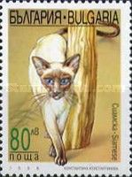 Siamese Cat (Felis silvestris catus)