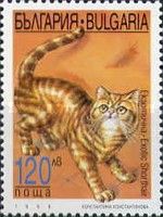 Exotic Shorthair (Felis silvestris catus)