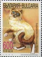 Burmese (Felis silvestris catus)
