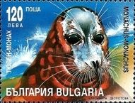 Mediterranean Monk Seal (Monachus monachus)