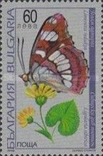 Southern White Admiral (Limenitis reducta)
