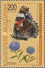 Red Admiral (Vanessa atalanta)