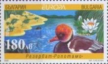 Nature Reserve Ropotamo, Red-crested Pochard (Netta rufina)