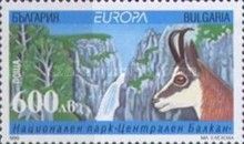 National Park Central Balkan, Balkan Chamois (Rupicapra rupi