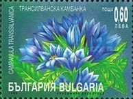 Bellflower (Campanula transsilvanica)