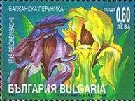 Iris (Iris reichenbachii)