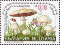 Field Mushroom (Agaricus campestris)