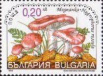 Purple Woodwax (Hygrophorus Russula)