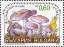 (Lepista nuda)