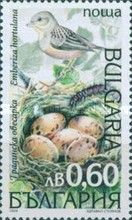 Ortolan Bunting (Emberiza hortulana)