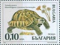 Spur-thighed Tortoise (Testudo graeca)