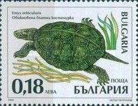 European Pond Turtle (Emys orbicularis)