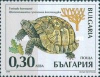 Hermann's Tortoise (Testudo hermanni)