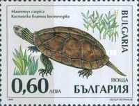 Caspian Turtle (Mauremys caspica)