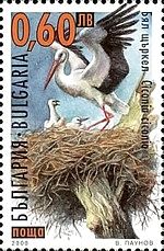White Stork (Ciconia ciconia)