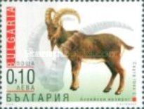 Alpine Ibex (Capra ibex)