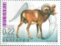 Argali (Ovis ammon ammon)