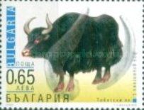 Domestic Yak (Bos grunniens)