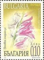 Gladiolus segetum