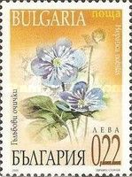 Hepatica nobilis