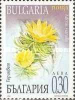 Adonis (Adonis vernalis)