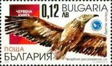 Egyptian Vulture (Neophron percnopterus)