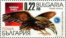 Egyptian Vulture (Neophron percnopterus)