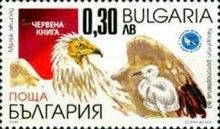 Egyptian Vulture (Neophron percnopterus)